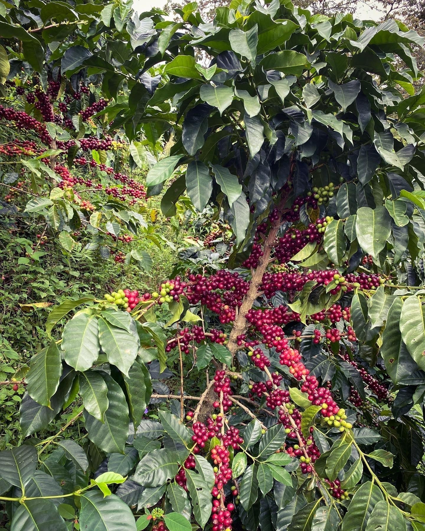 Colombia Oscar Hernandez Bourbon Pimienta