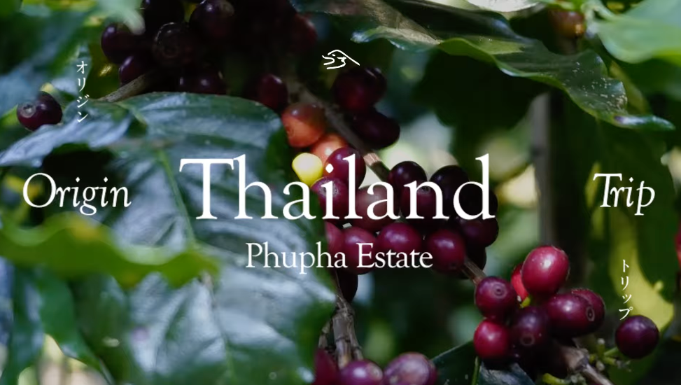 Thailand Origin Trip: Visiting Phupha Estate in Chiang Mai