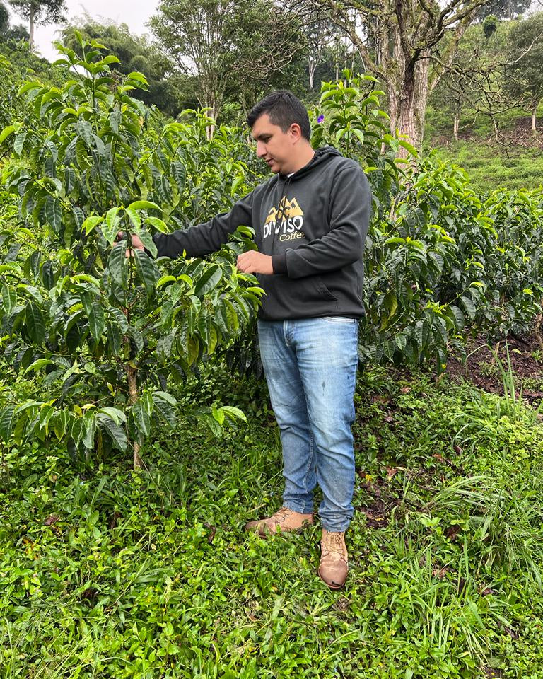 Colombia Nestor Lasso[Medium-light roast]