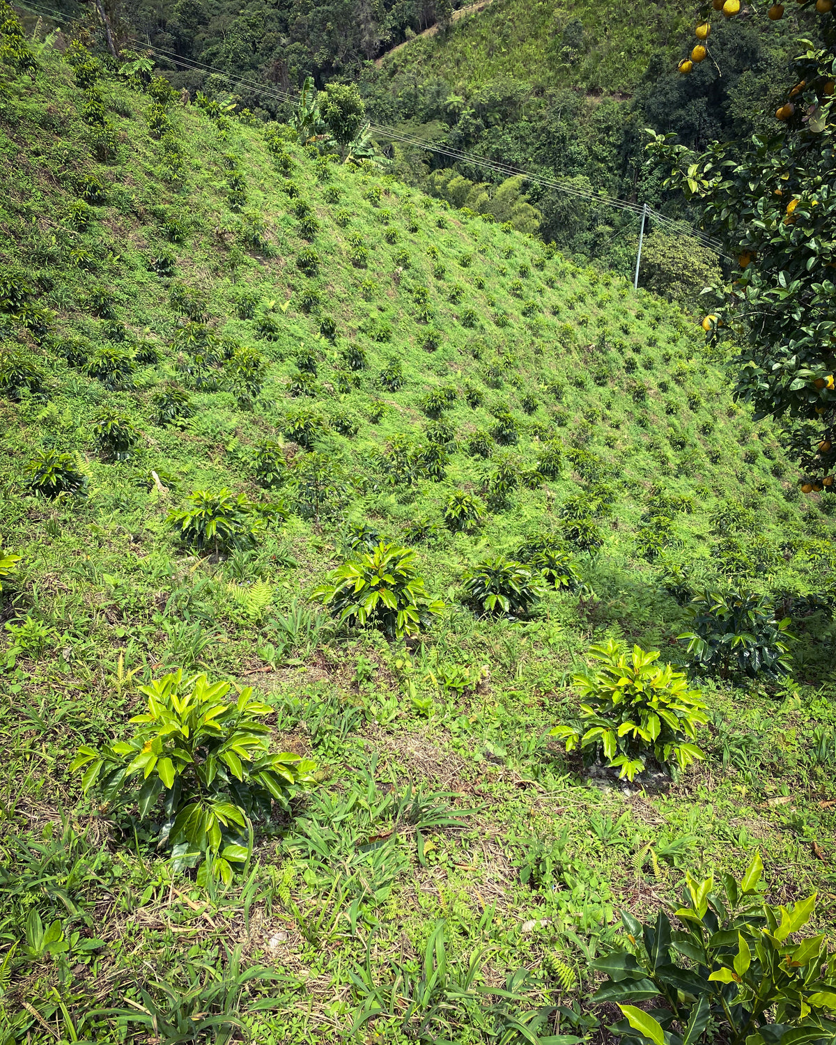 [Premium]Colombia Oscar Hernandez Bourbon Pimienta[Light roast]